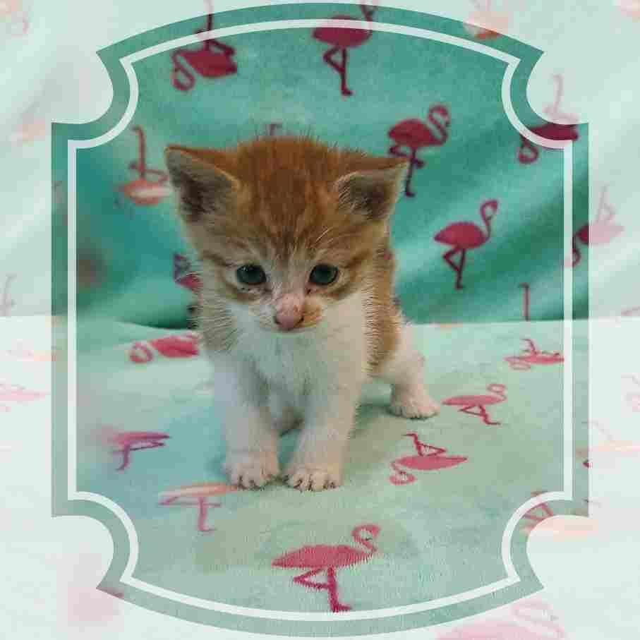 군산유기동물보호센터_445467202402216